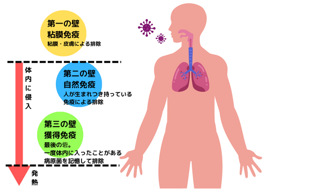 粘膜免疫、自然免疫、獲得免疫の図