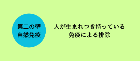 自然免疫とは、人が生まれつき持っている免疫