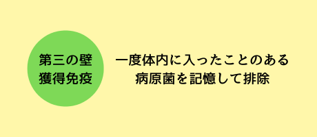 獲得免疫とは、一度体内に入ったことのある病原菌を記憶する機能