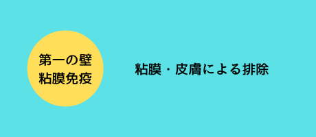 粘膜免疫とは、粘膜、皮膚